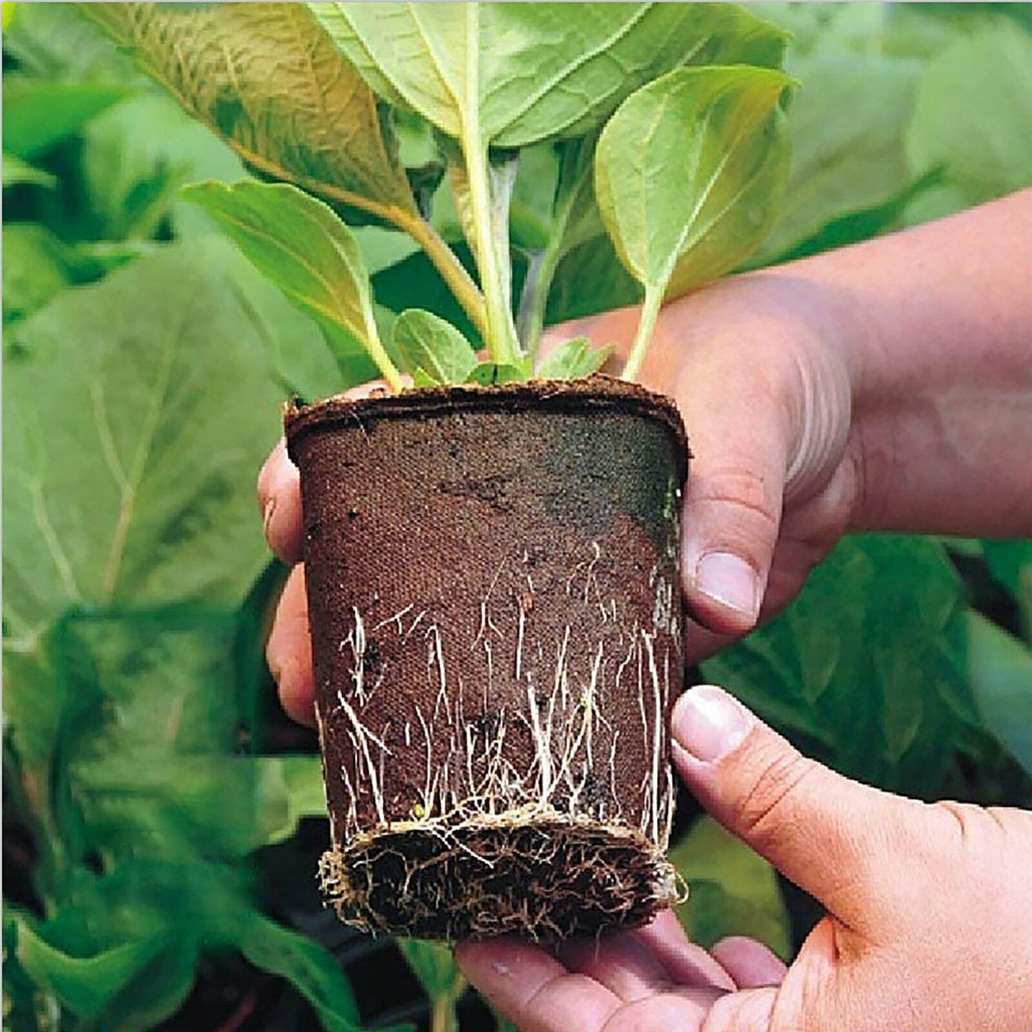 Biodegradable Seedling Trays 12-Hole (10pk)