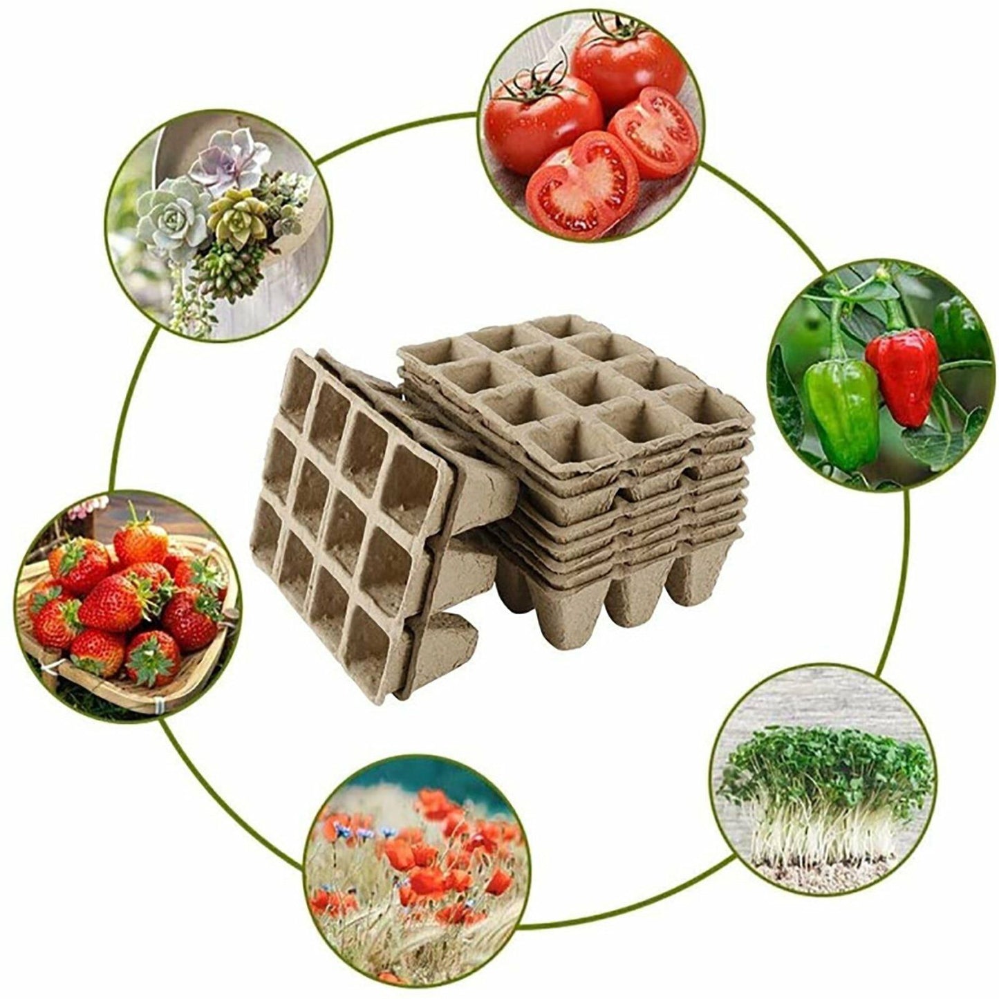 Biodegradable Seedling Trays 12-Hole (10pk)