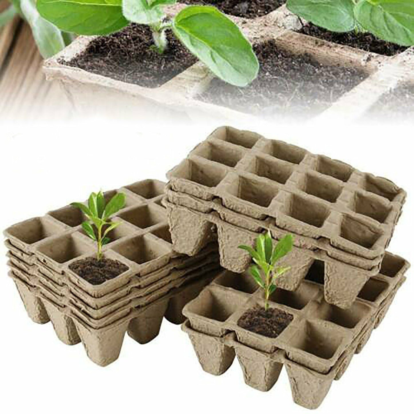 Biodegradable Seedling Trays 12-Hole (10pk)