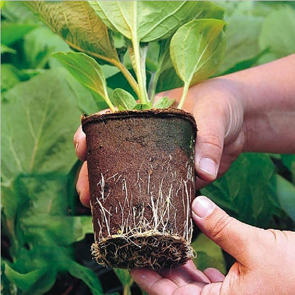 Biodegradable Seedling Trays 12-Hole (10pk)